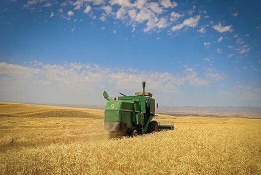برداشت گندم در بوشهر از مرز ۴۶ هزار تن گذشت 