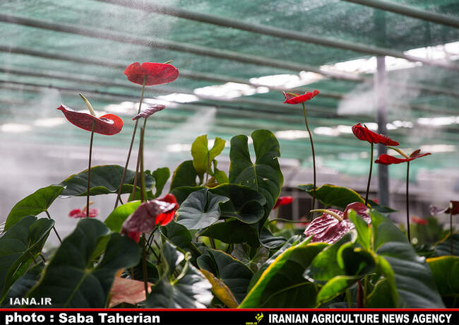 گلخانه بیست و پنج ساله درپاکدشت