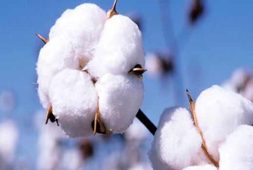  پرداخت 140 میلیارد تومان بهای وش پنبه کاران استان فارس