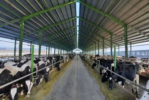 ۵۰ مجتمع دامپروری در چهارمحال و بختیاری راه‌اندازی می‌شود