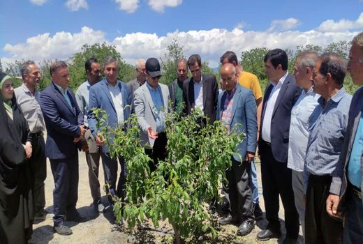 تأکید جهاد کشاورزی آذربایجان شرقی بر احیای باغات خسارت‌دیده شبستر
