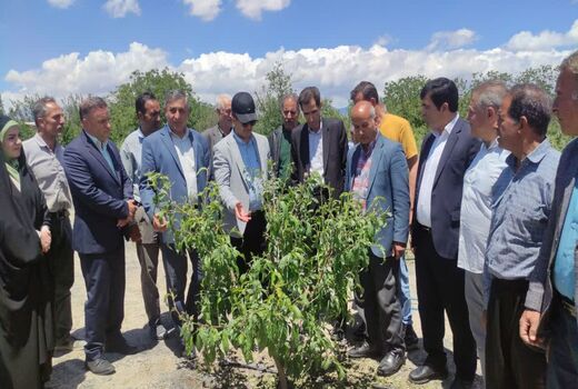 تأکید جهاد کشاورزی آذربایجان شرقی بر احیای باغات خسارت‌دیده شبستر