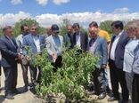 تأکید جهاد کشاورزی آذربایجان شرقی بر احیای باغات خسارت‌دیده شبستر
