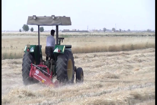 پیش بینی تولید ۳۵ هزار تن گندم از مزارع شرق استان اصفهان