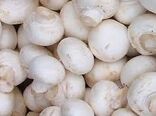 خود داری از مصرف قارچهای ناشناخته و خودرو 