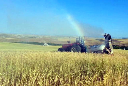 برداشت بیش از 160 هزار تن گندم از مزارع شهرستان هشترود