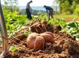 زنگ خطر برای مزارع سیب زمینی در اسکاتلند