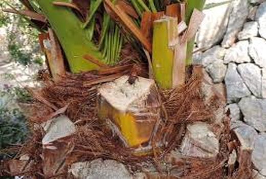 ردیابی مرگبارترین آفت نخل خرما در خرمشهر