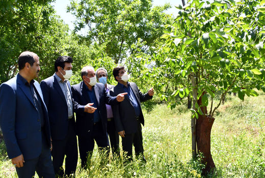 تعویض تاج و سرشاخه کاری درسطح 560 هکتار باغات گردوی استان آذربایجان شرقی 