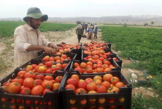 صادرات گوجه فرنگی شهرستان مهر به حوزه خلیج فارس