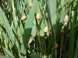 سمپاشی پنج هزار هکتار از اراضی یزد علیه آفت سن پایان یافت