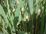سمپاشی پنج هزار هکتار از اراضی یزد علیه آفت سن پایان یافت