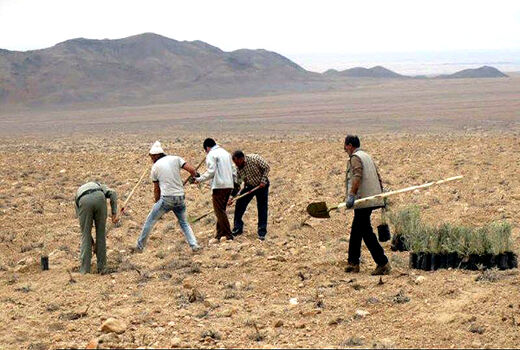 شروع 691 هکتار آبیاری سنواتی پروژه‌های بیابان در شهرستان میامی