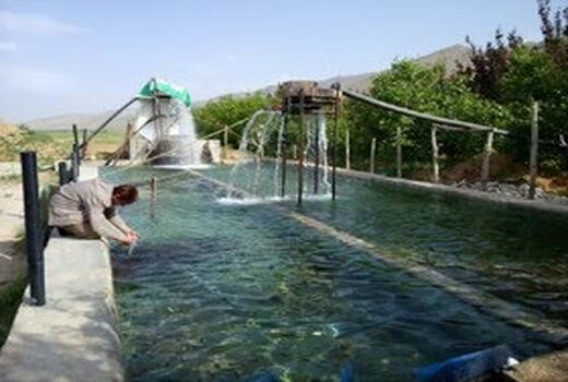 رهاسازی یک میلیون و ۴۰۰ هزار قطعه بچه ماهی در استخرهای کشاورزی فارس  