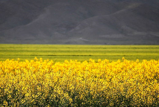 آمادگی ۱۸۰ مرکز خرید محصولات کشاورزی در استان گلستان