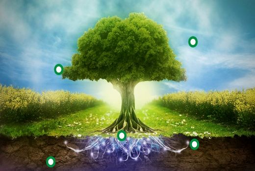 گیاه‌پالایی راهکاری جدید و کم‌هزینه برای رفع آلودگی خاک و آب