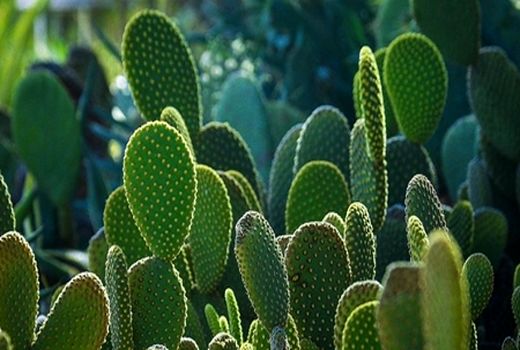 توسعه کشت کاکتوس برای مبارزه با بیابان‌زایی