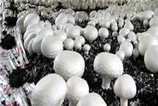 برگزاری کارگاه آموزشی اصول پرورش انواع قارچ خوراکی