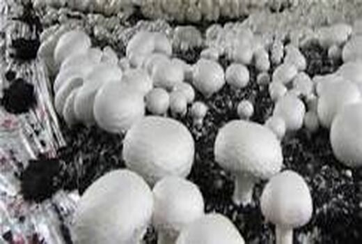 برگزاری کارگاه آموزشی اصول پرورش انواع قارچ خوراکی