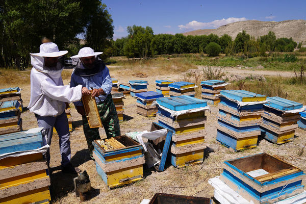 آغاز سرشماری زنبورستان های استان قزوین