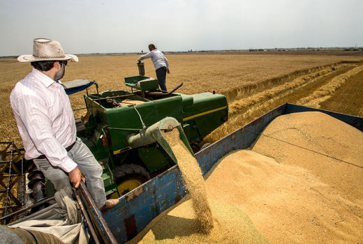 نیازی به واردات گندم نداریم