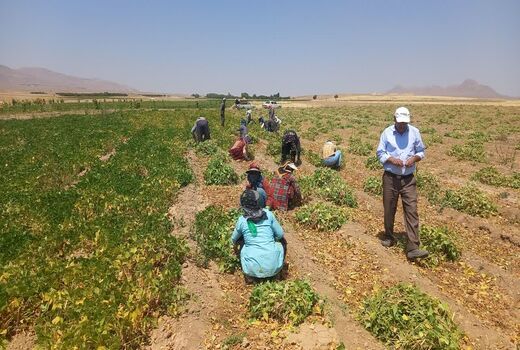 آغاز برداشت لوبیا از مزارع اقلید