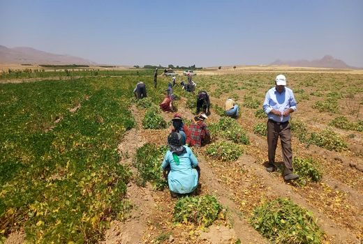 آغاز برداشت لوبیا از مزارع اقلید