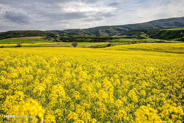 ۲۴۰۰ هکتار از اراضی چهارمحال و بختیاری به کشت کلزا اختصاص یافت
