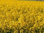 ۱۰۰ درصد مزارع کلزای استان زیر پوشش بیمه آستان قدس 
