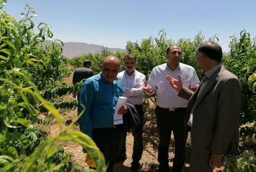 بازدید اعضای ستاد یاوران تولید از ایستگاه تحقیقاتی بادام چهارمحال و بختیاری