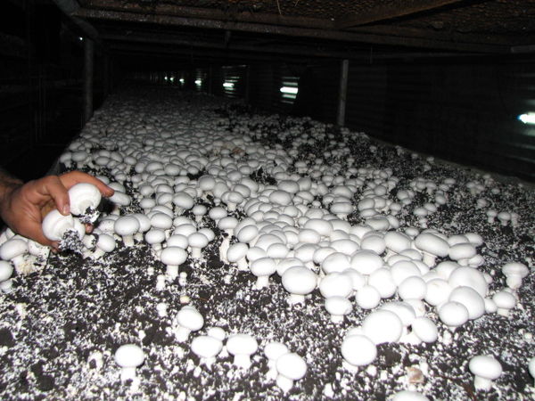 صدور ۶۰ مجوز مشاغل خانگی مستقل و پشتیبان در شهرستان قزوین