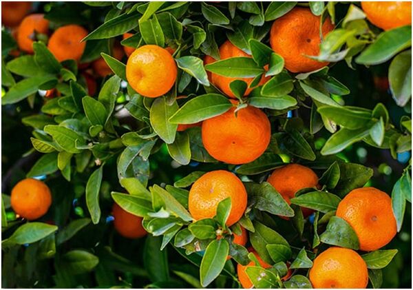 صادرات طلای نارنجی مازندران از ۲۰ هزار تن گذشت