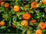 صادرات طلای نارنجی مازندران از ۲۰ هزار تن گذشت