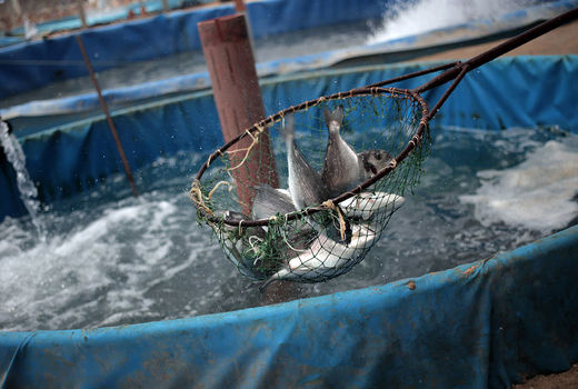 کپور چینی در راه است