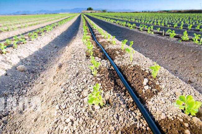 آبیاری قطره‌ای