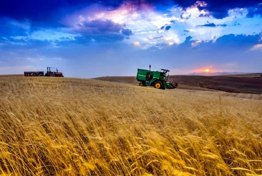 رشد ۵۱ درصدی خرید تضمینی گندم در سال جاری