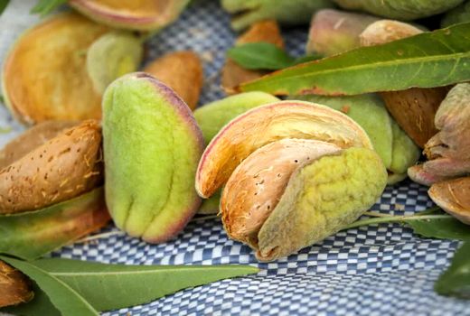 بادام تکانی در باغات چهارمحال و بختیاری