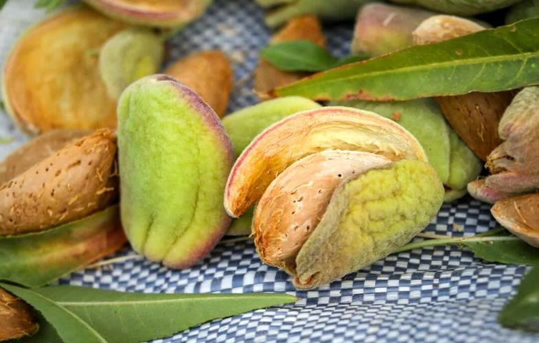 بادام تکانی در باغات چهارمحال و بختیاری