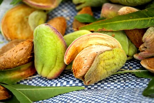 بادام تکانی در باغات چهارمحال و بختیاری