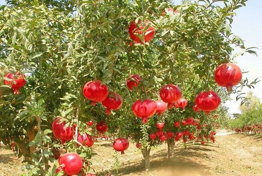 شناسایی بیش از ۷۰۰ ژنوتیپ انار در ایران/ محصول انار اقتصادی می‌شود