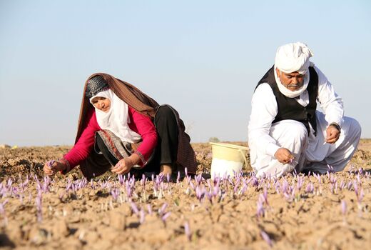 فائو و دانشگاه مشهد وارد میدان شدند/ طلای سرخ ایران تحت کنترل اصالت