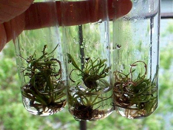 پروتکل کامل کشت بافت خرما رایگان ارائه می‌شود