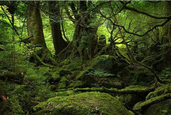 ظرفیت زمین برای جذب دی‌اکسیدکربن دست کم گرفته شده است/ حفظ جنگل‌ها، راهکار مطمئن مقابله با گرمایش زمین