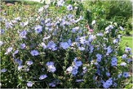 ضرورت زراعت محصولات کم آب‌بر