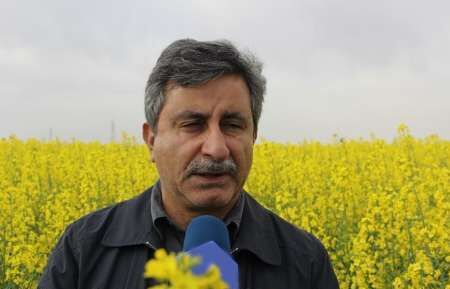 450 هزار تن دانه های روغنی امسال در کشور تولید می شود