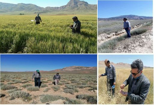 آمادگی شبکه مراقبت و پیش آگاهی شهرستان گرمه در پایش مناطق مختلف برای ملخ صحرایی 