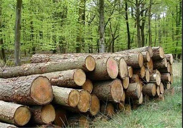 اختصاص بستههای حمایتی برای زارعین چوب