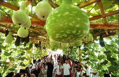 گردشگری کشاورزی در چین بخش عمده اصلاحات ساختاری و رشد کشور/ گردشگری کشاورزی؛ راهکاری برای اوقات فراغت چینی‌ها