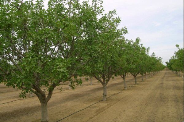 در سال گذشته 28 هزار اصله نهال در شهرستان میامی توزیع شد 