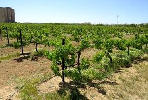 کشت انگور در ۱۶هزار هکتار از باغات استان مرکزی